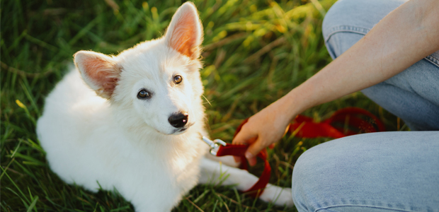 white puppy sitting on grass with red lead