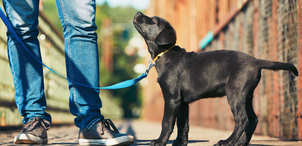 black puppy walking on a blue lead