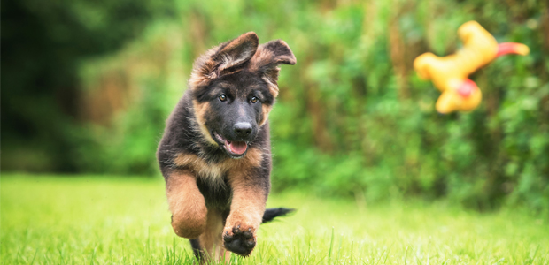 when can you start taking your puppy for a walk