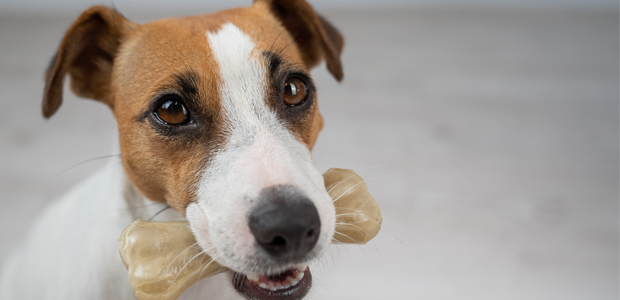 are rawhides bad for your dogs