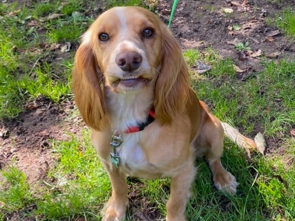 Spaniel showing bottom teeth