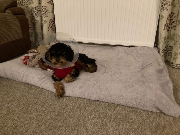 cavapoo wearing a cone