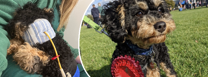 small cavapoo looking at camera