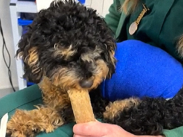 cavapoo in a blue jacket