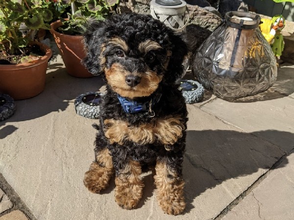 fully healed cavapoo