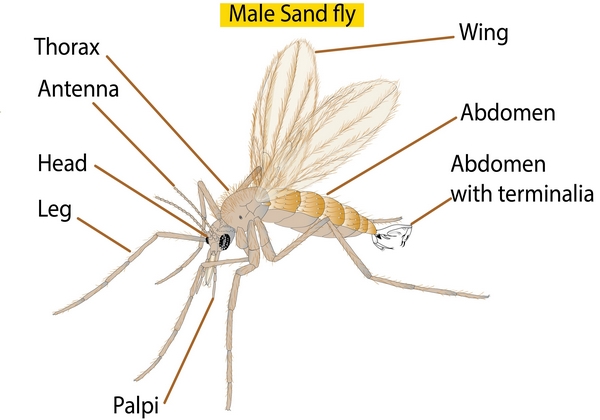 diagram of an adult sandfly responsible for Leishmaniasis