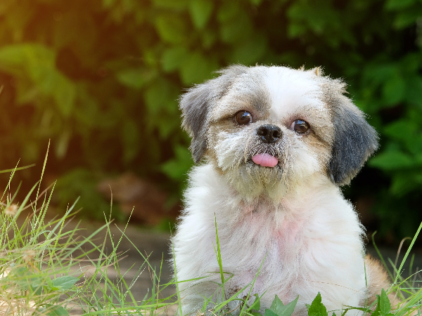 Shih Tzu family breed