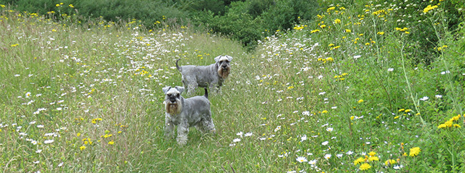 schnauzer running