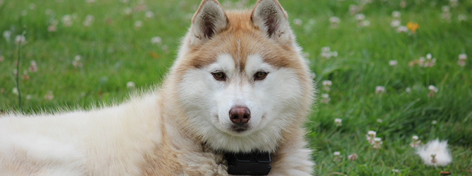 husky exercise equipment