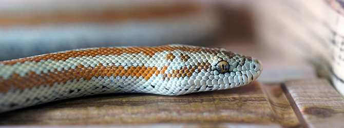 white and orange snake