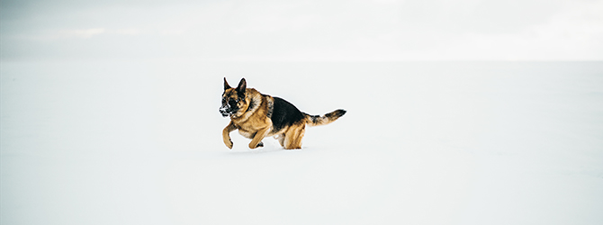 german shepherd walking through snow