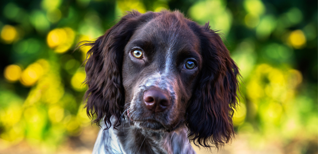 Close up of a brown and white sprocker spaniel