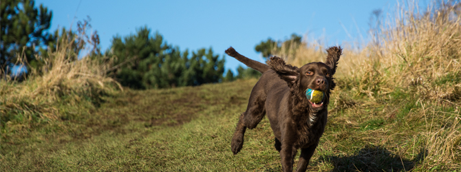 Brown sprocker spaniel running down a grassy hill with a ball in its mouth