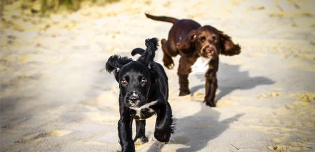 two sprocker puppies, one black, one brown, running on the beach