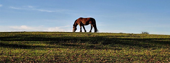 horse grazing