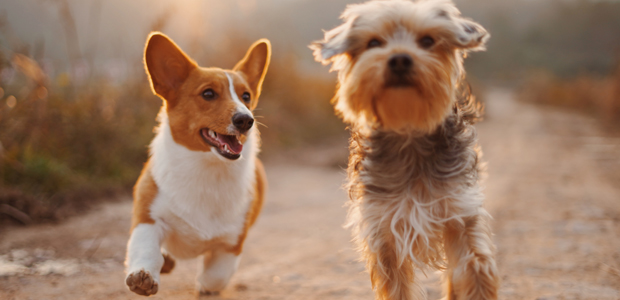 two dogs running down a track