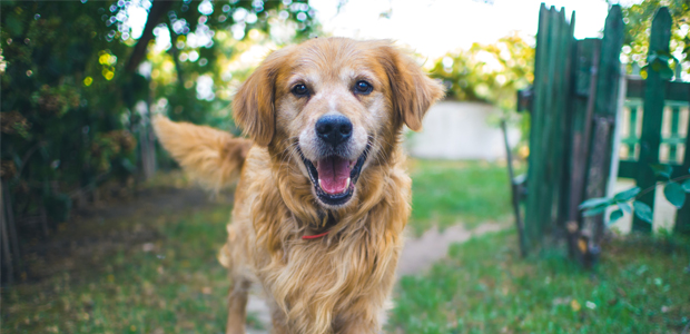 golden Labrador smiling