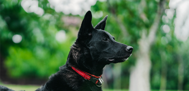 black dog wearing a red collar