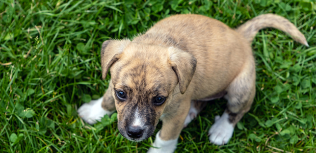 cute whippet puppy wagging tail