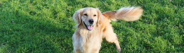 happy golden retriever wagging tail