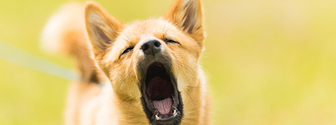 jack russell with mouth open 