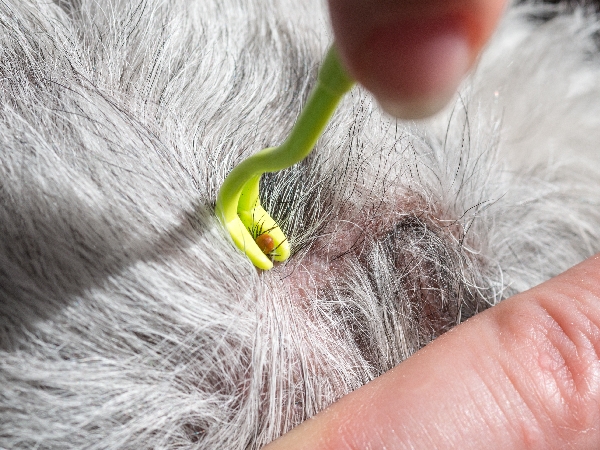 Image of a tick twister on a cat