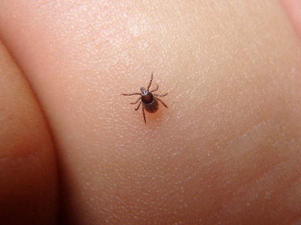 Close-up image of a tick for article ticks on cats symptoms