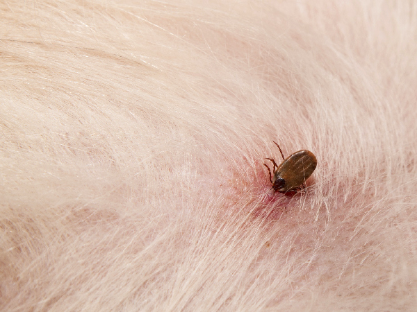 Image of tick for article on what do ticks look like on dogs