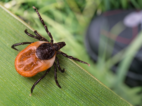 image of tick for article on spring care tips for pets