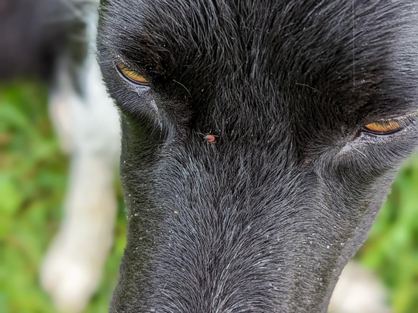 Image of tick for article on ticks on dogs