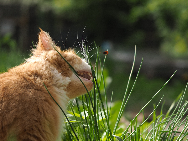 Image of a cat in a field for article on ticks on cats