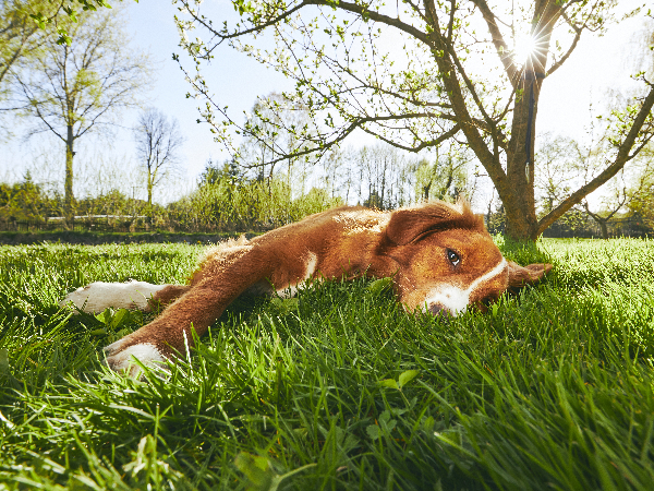 lethargic dog caused by leptospirosis vaccination