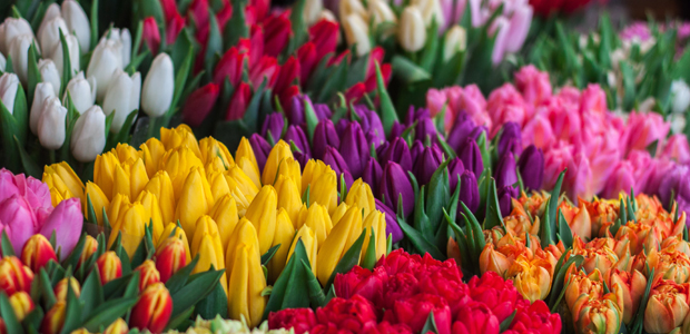 colourful tulips