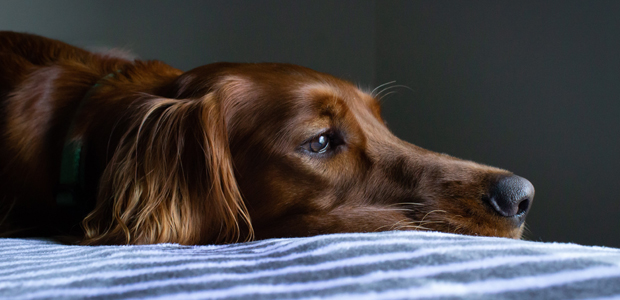 can humans catch parvo from dogs