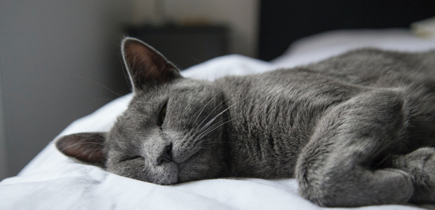 grey cat sleeping