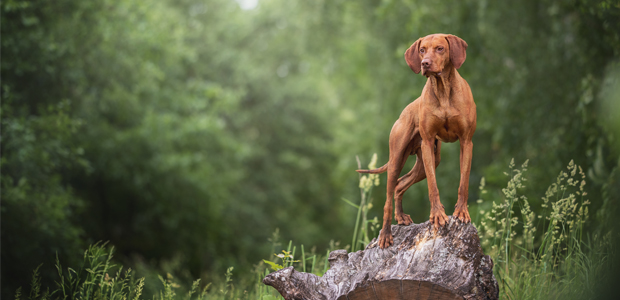 what breeds make a vizsla