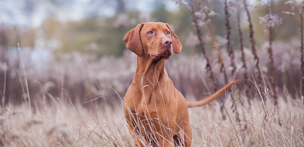 are wirehaired vizsla good with kids