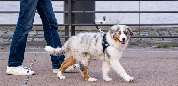 puppy walking on the lead