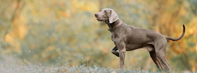 weimaraner with other dogs