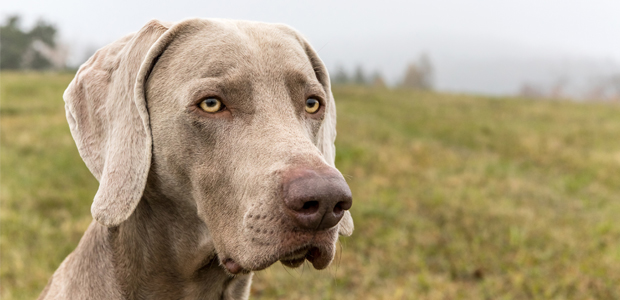 weimaraner with other dogs