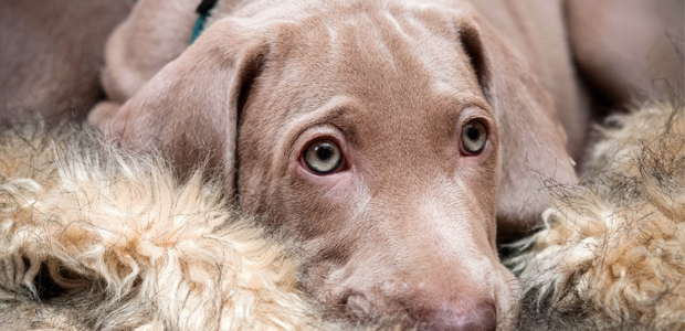 cute weimaraner puppy sitting on a rug