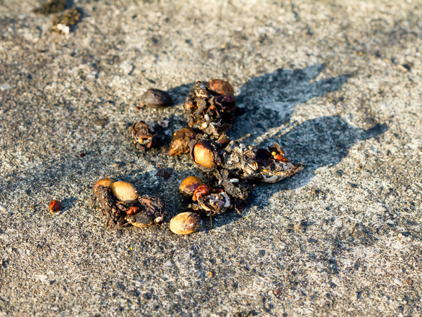 fox poo for article on why do dogs roll in fox poo