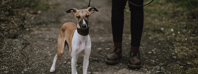 brindle and white whippet in field