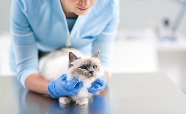 white cat having a routine health check