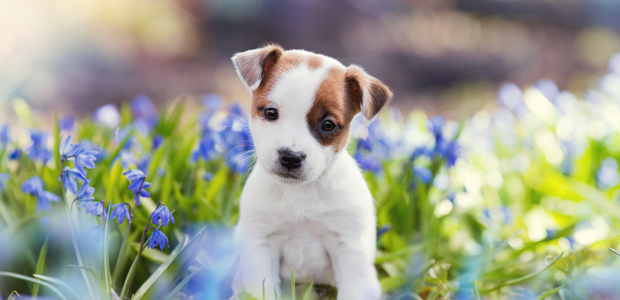 cute brown and white puppy sitting in flowers