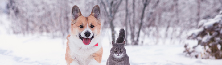 cat walking through snow