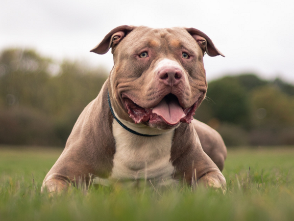 Banned dog breed XL Bully