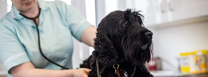 Photo of a dog being checked by a vet, attached to an article on Addison's disease in dogs. Has the dog shown signs of the disease?