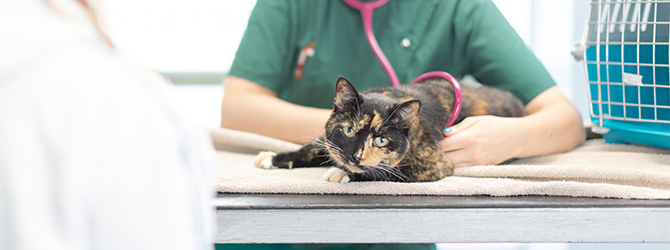 senior cat vet visit cost