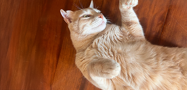 A playful cat exposing their belly to their owner. This is a sign that your cat is trusting and loving.